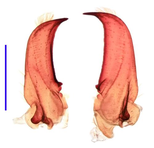 Drypta dentata